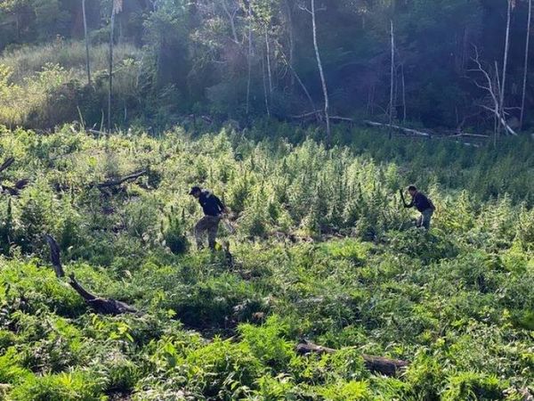 SENAD destruye plantaciones de marihuana en Amambay