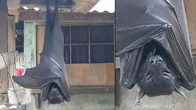 Guarara por pariente de “Batman” en las redes | Crónica