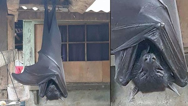Guarara por pariente de “Batman” en las redes | Crónica