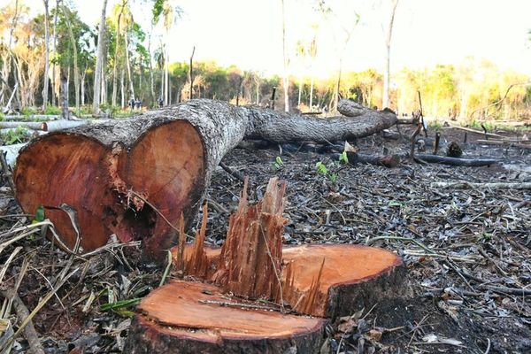 Itaipú recupera 11 hectáreas de bosque protegido que habían sido invadidas - Nacionales - ABC Color