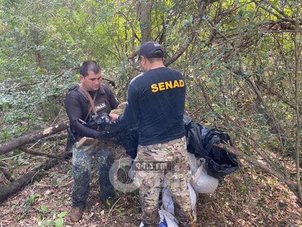 Anulan 201 toneladas de marihuana en tres días de operaciones