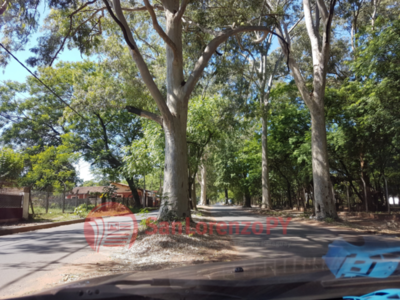 Plantean estudio de situación de árboles » San Lorenzo PY