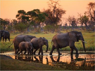 Suman más de 350 las muertes misteriosas de elefantes de Botswana