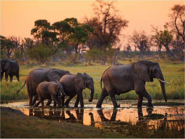 Suman más de 350 las muertes misteriosas de elefantes de Botswana