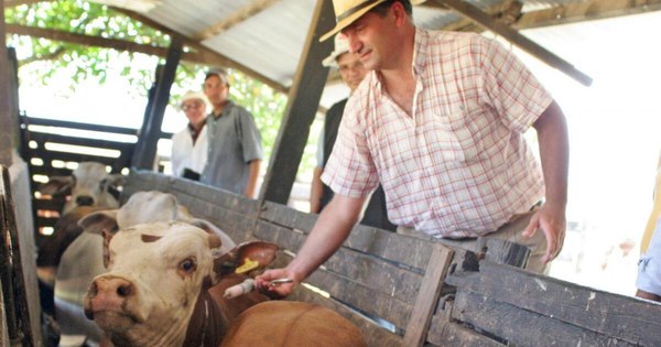 Segundo periodo de vacunación contra la fiebre aftosa y brucelosis bovina se inicia el lunes