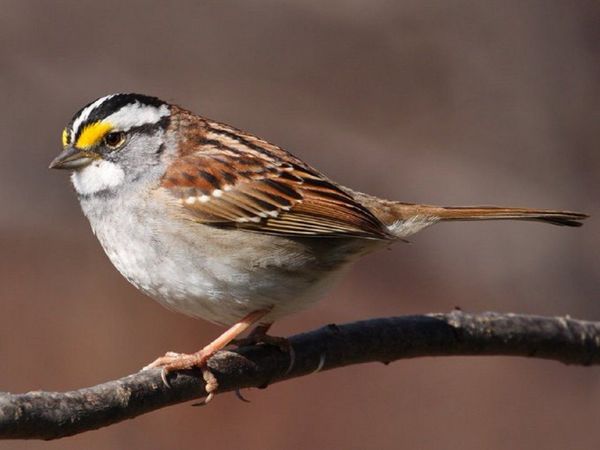 Gorriones canadienses cambian su alegre gorjeo y el nuevo canto se viraliza