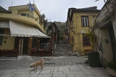 Perros abandonados durante la pandemia en Catar buscan familia - Mascotas - ABC Color