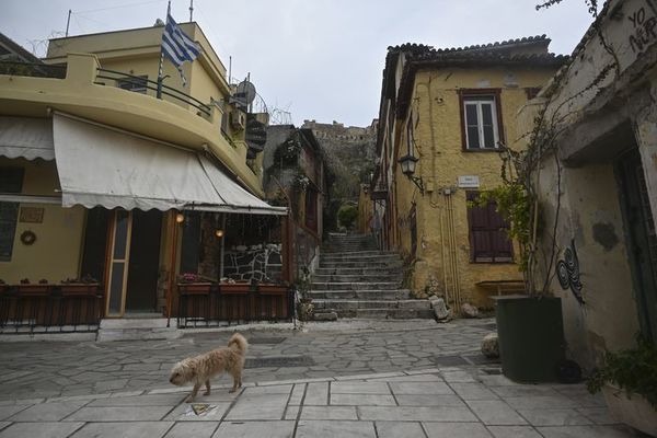 Perros abandonados durante la pandemia en Catar buscan familia - Mascotas - ABC Color