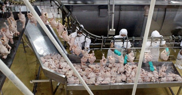 Exportaciones del rubro avícola cierran junio con una reducción del 6%