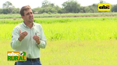 Uso y ventajas de pastos cultivados - ABC Rural - ABC Color