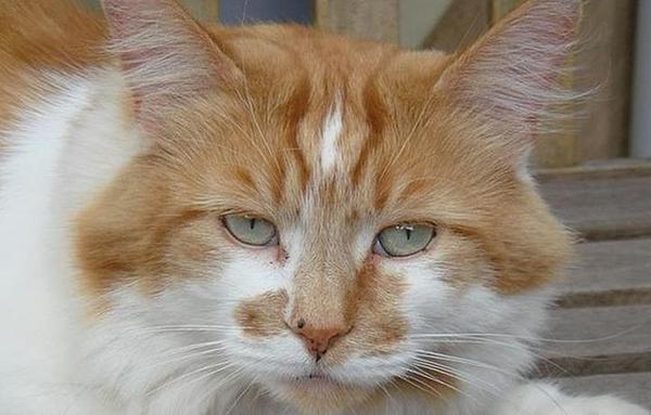 Confirman la muerte de Rubble, el gato más viejo del mundo, a los 31 años