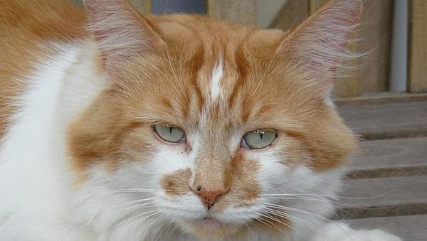 Confirman la muerte de Rubble, el gato más viejo del mundo, a los 31 años