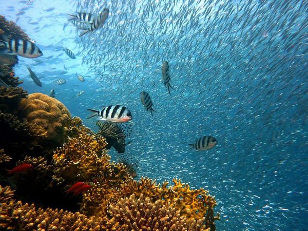 Apareamiento de muchos peces está en peligro