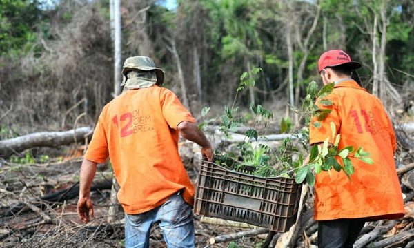 Inician trabajos de restauración forestal en Puerto Indio – Diario TNPRESS