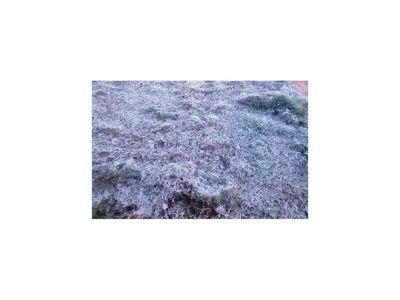 Productores están atentos ante heladas