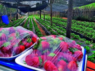 Guaireño hace delivery de frutilla cosechada en su huerta