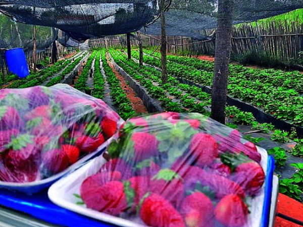 Guaireño hace delivery de frutilla cosechada en su huerta