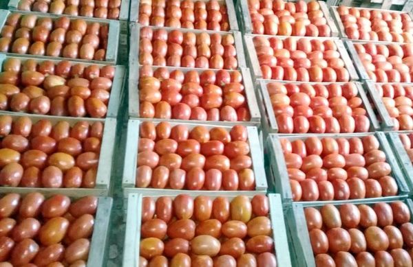 Buena cosecha de tomate en Arroyos - Economía - ABC Color