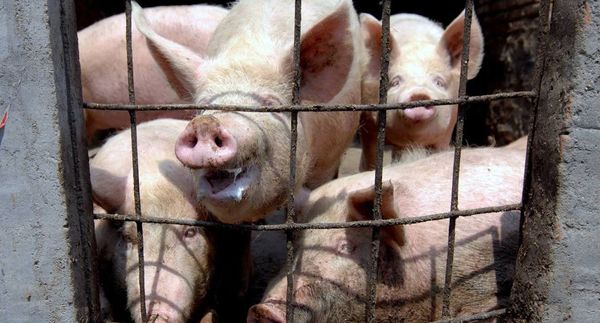 China dice que gripe porcina G4 no es nueva y no infecta a humanos fácilmente