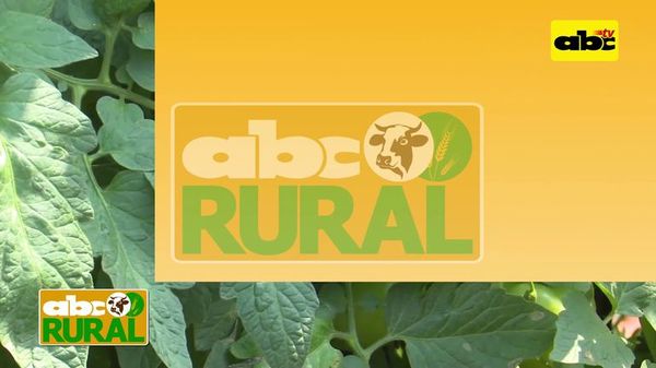 Cómo detectar las plagas que atacan al tomate - ABC Rural - ABC Color