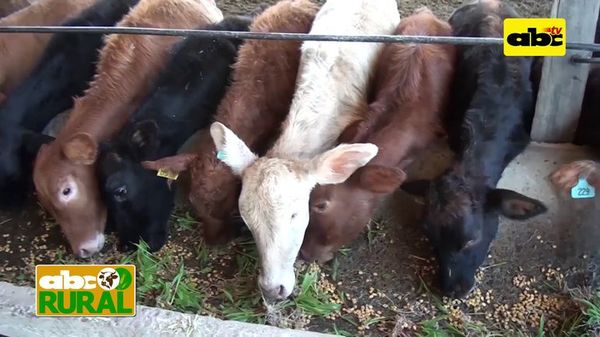 Forraje hidropónico para ganado en confinamiento - ABC Rural - ABC Color