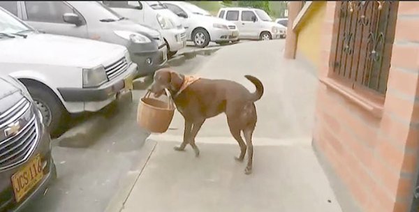 ¡Chúlina! El perrito que es un gran delivery | Crónica