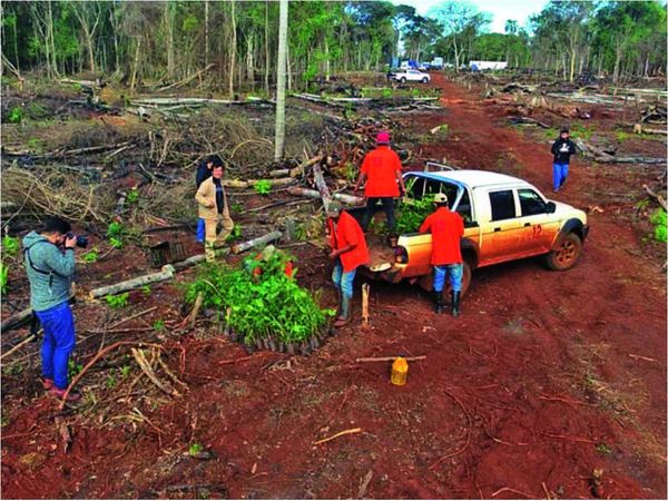 Fiscalía investiga a campesinos por  tala de árboles nativos   en reserva