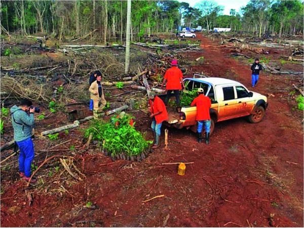Fiscalía investiga a campesinos por tala de árboles nativos en reserva