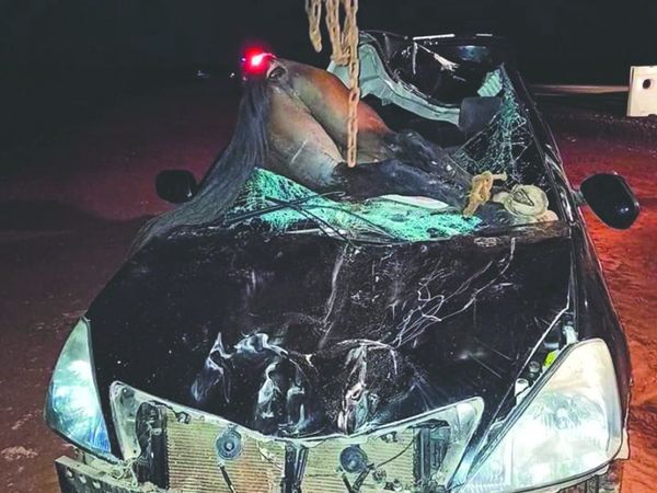 ¡Impresionante! Caballo entró todito en un coche