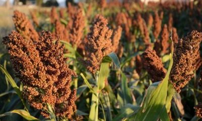 » Productores reportan mermas en el cultivo de sorgo