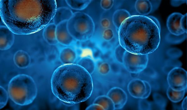 Identifican las células culpables de que embriones no se implanten en útero - Ciencia - ABC Color