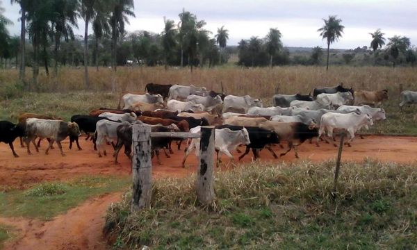 DENUNCIAN ANIMALES DESAPARECIDOS EN CNEL. BOGADO Y SAN PEDRO DEL PNÁ. 