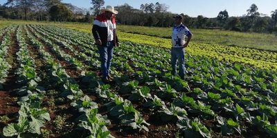 Gobernación de Alto Paraná invierte en invernaderos, insumos y diversificación – Diario TNPRESS