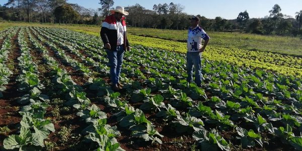 Gobernación de Alto Paraná invierte en invernaderos, insumos y diversificación – Diario TNPRESS