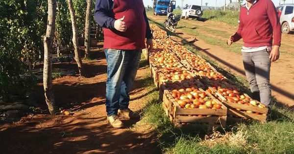 Pequeños productores  venden tomate en el Abasto