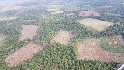 Destruyen 401 toneladas de marihuana en la Reserva Natural Morombí » Ñanduti