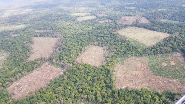 Destruyen 401 toneladas de marihuana en la Reserva Natural Morombí » Ñanduti