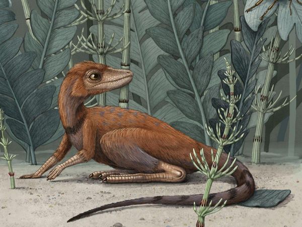 Estudio afirma que los dinosaurios podrían tener un origen diminuto