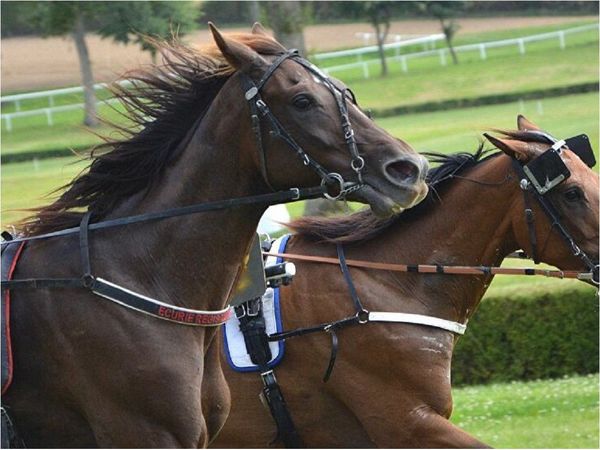 Fiscalía imputa a organizador de carrera de caballos