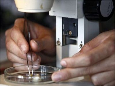 Identifican las células culpables de que embriones no se implanten en útero