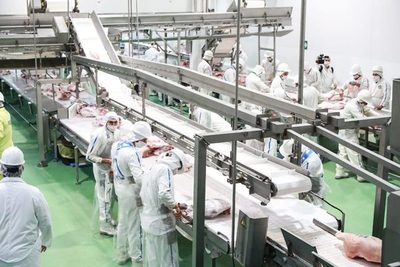 Producción porcina busca sobrellevar la crisis económica