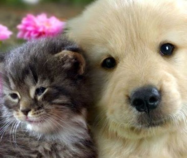 Leishmaniasis afecta a perros y también a gatos - Mascotas - ABC Color