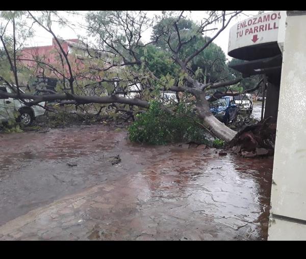 Barrio San Luis: Cayó árbol y alcanzó a dos vehículos » San Lorenzo PY