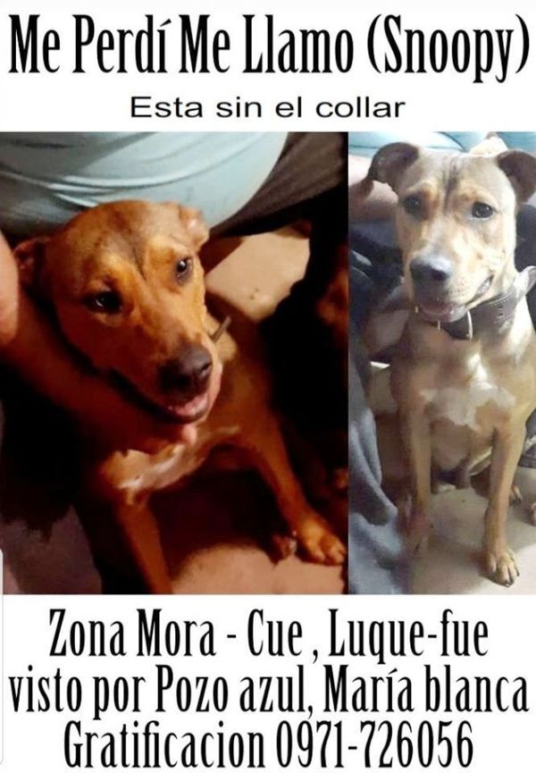 Buscan a Snoopy • Luque Noticias