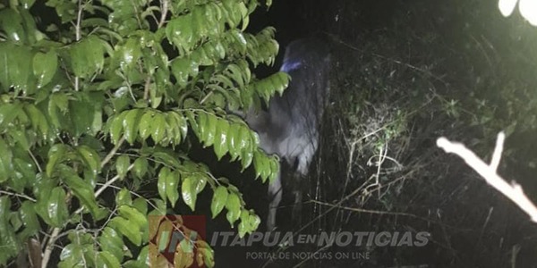 ACCIÓN POLICIAL RECUPERA VACUNO DESAPARECIDO.