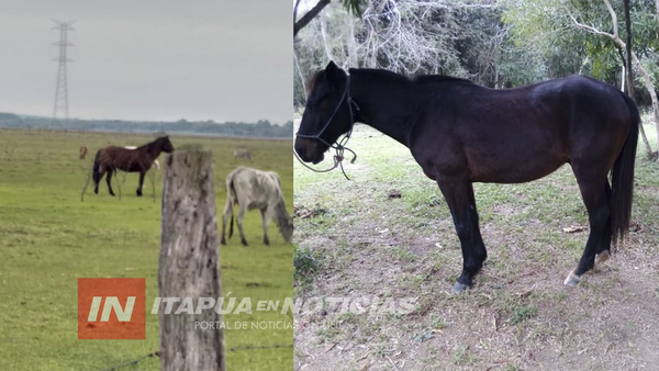 POLICÍAS DE CNEL. BOGADO RECUPERAN CABALLO