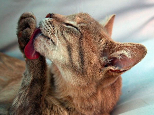 Una mujer fallece después de ser lamida por un gato