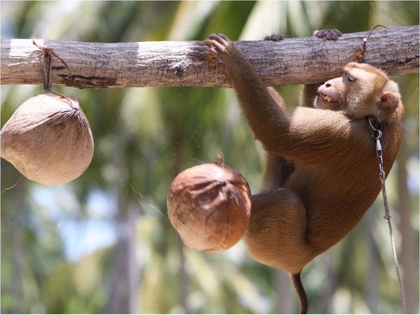 Monos recolectores de cocos: ¿Tradición o explotación en Tailandia?