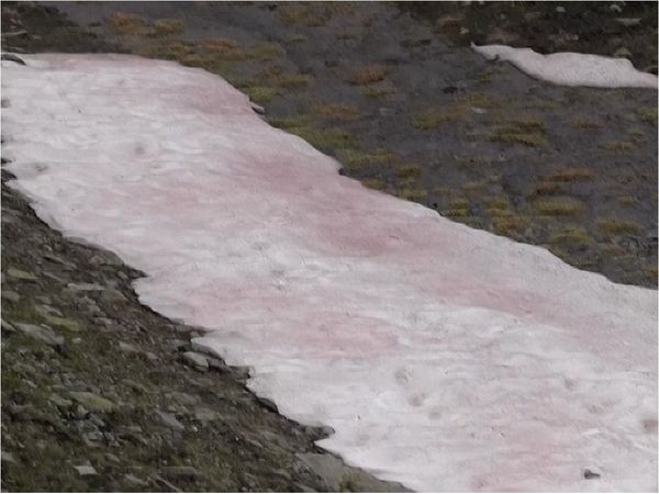 Misteriosa aparición de hielo rosa en algunos glaciares de los Alpes italianos