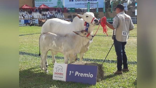 Planean Expo 2020 para octubre (sería exclusivamente ganadera)